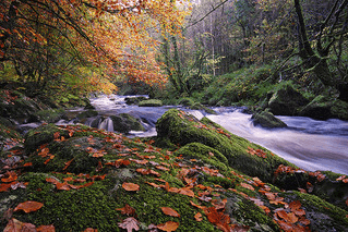 Rock leaf river
