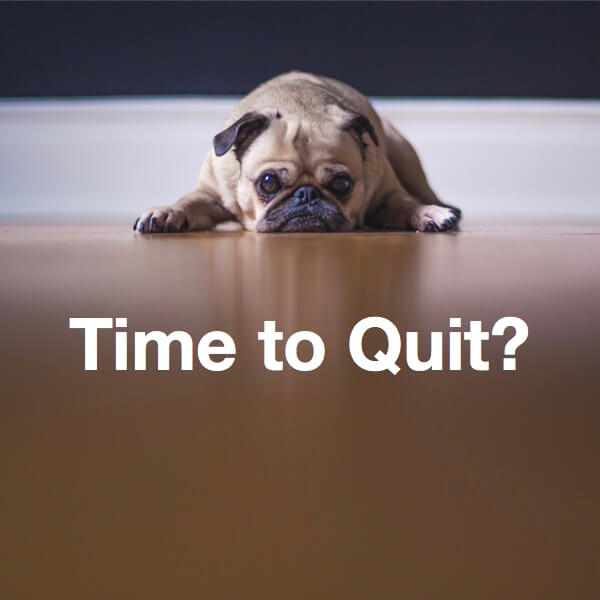 Time to Quit Your Job? - sad pup