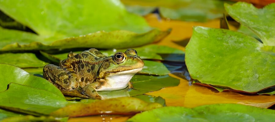 Frog on lilypad